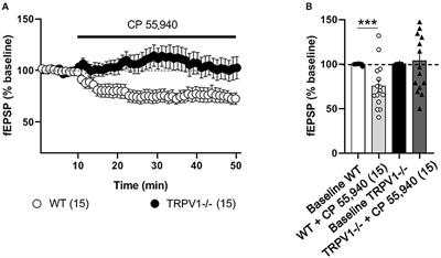 Lack of the Transient Receptor Potential Vanilloid 1 Shifts Cannabinoid-Dependent Excitatory Synaptic Plasticity in the Dentate Gyrus of the Mouse Brain Hippocampus